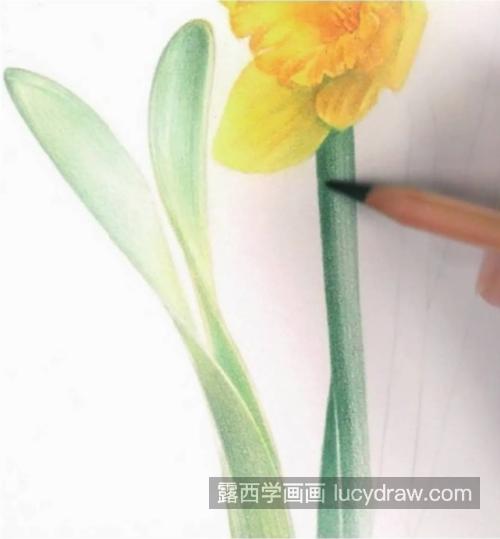 洋水仙怎么画？黄色水仙花的画法是什么？