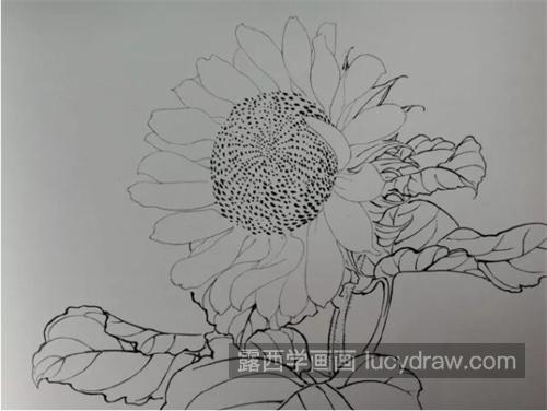 向日葵怎么画？太阳花的工笔步骤有几步？
