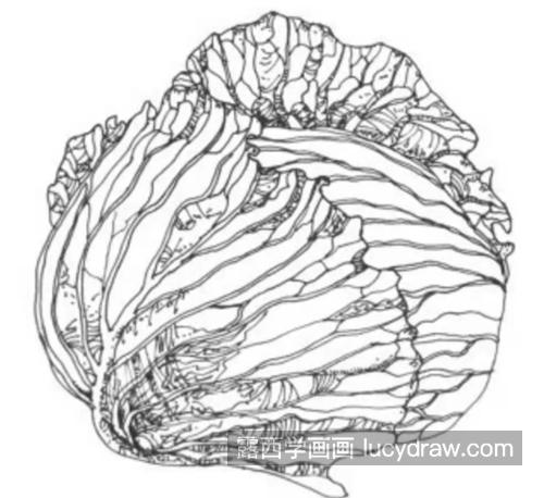 卷心菜怎么画？白菜的儿童画步骤有几步？