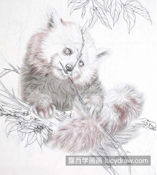 小熊猫怎么画？如何画熊猫吃竹叶？