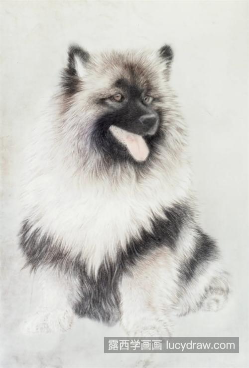 荷兰狮毛犬怎么画？有哪些绘画步骤？