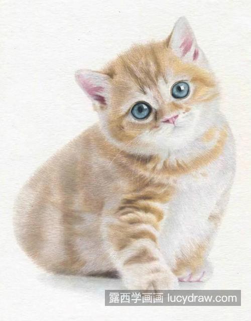 小猫咪怎么画？黄猫的绘画步骤有几步？