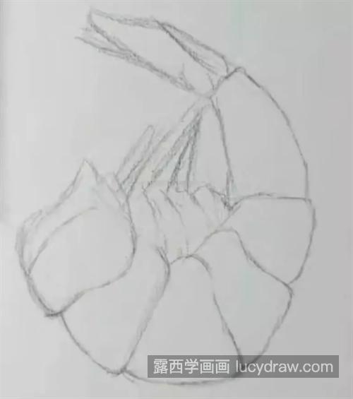 虾肉怎么画？素描步骤有几步？