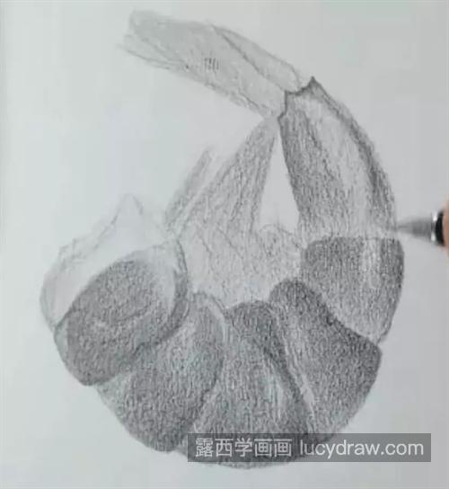 虾肉怎么画？素描步骤有几步？