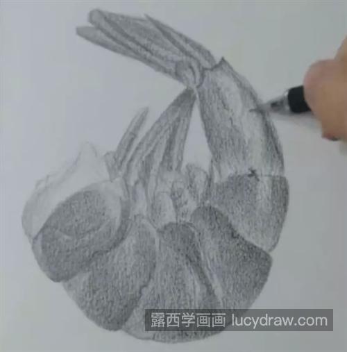 虾肉怎么画？素描步骤有几步？