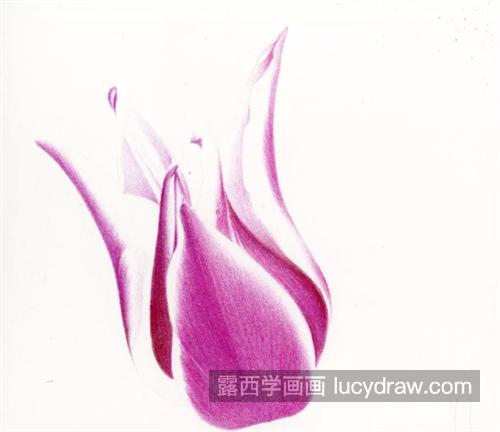 紫色郁金香怎么画？教你画一只盛开的郁金香