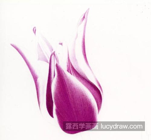 紫色郁金香怎么画？教你画一只盛开的郁金香