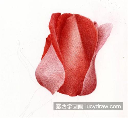 红玫瑰怎么画？详细的绘画过程是什么？