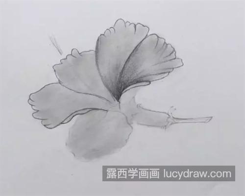 朱瑾花怎么画？绘画要点是什么？