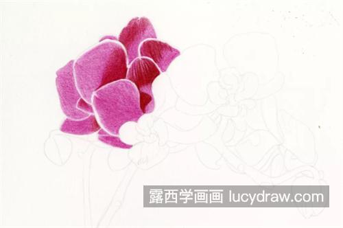 粉色蝴蝶兰怎么画？有哪些绘画步骤？
