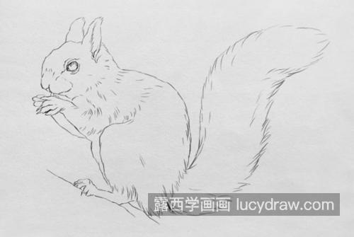 小松鼠怎么画？简单的素描画法是什么？