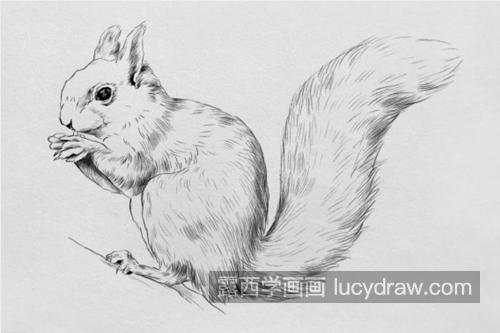 小松鼠怎么画？简单的素描画法是什么？