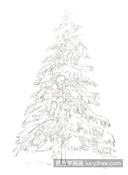 雪松怎么画？圣诞树的简笔画教程是什么？