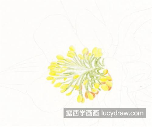 耧斗菜怎么画？绘画步骤有几步？