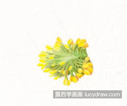 耧斗菜怎么画？绘画步骤有几步？