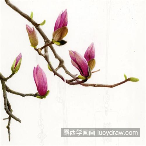 玉兰花苞怎么画？花苞上的香囊彩铅画法是什么？