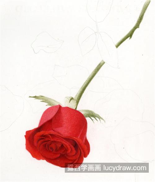 红玫瑰怎么画？玫瑰花瓣的彩铅教程是什么？