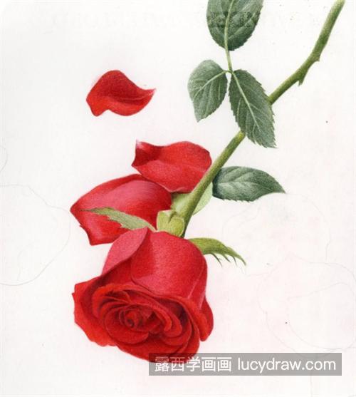 红玫瑰怎么画？玫瑰花瓣的彩铅教程是什么？