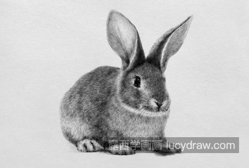 肥兔子怎么画？图文教程是什么？