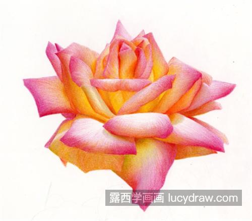 多彩月季花怎么画？有哪些绘画步骤？