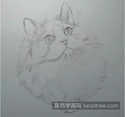 小猫咪怎么画？素描步骤有几步？