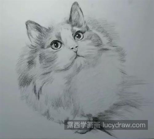 小猫咪怎么画？素描步骤有几步？