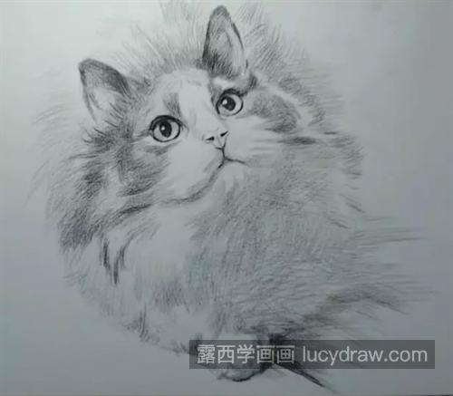 小猫咪怎么画？素描步骤有几步？