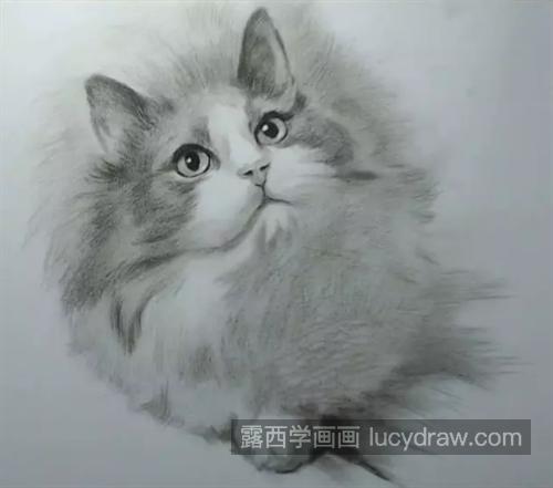 小猫咪怎么画？素描步骤有几步？