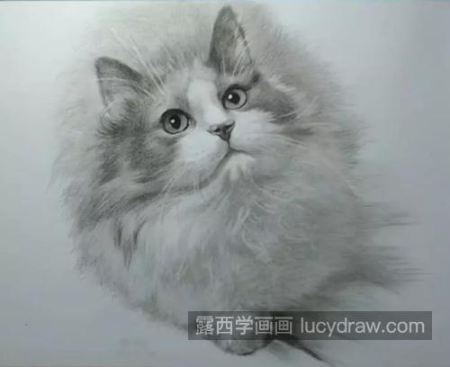 小猫咪怎么画？素描步骤有几步？