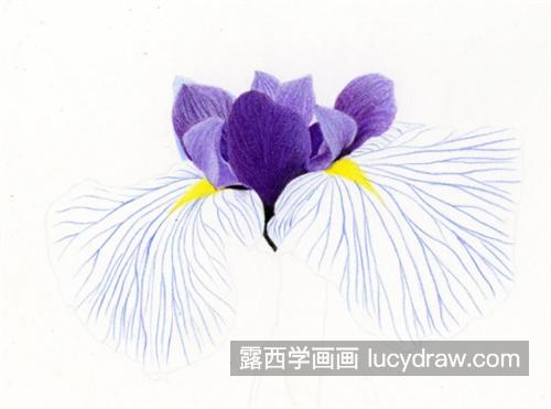 紫色鸢尾花怎么画？详细的绘画过程是什么？