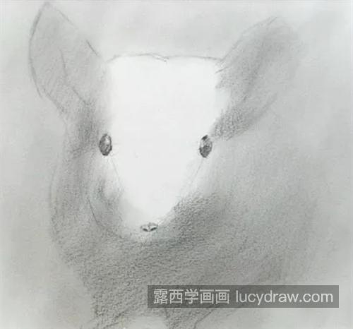 毛丝鼠怎么画？简单的素描画法是什么？