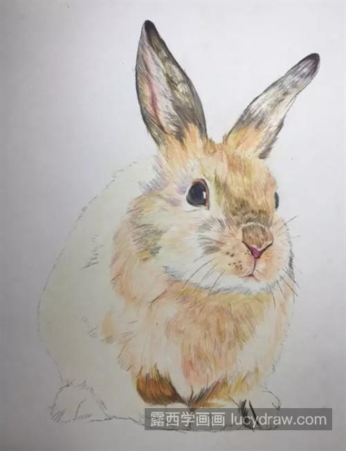 兔子怎么画？彩铅绘画步骤有几步？