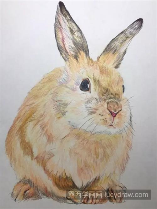 兔子怎么画？彩铅绘画步骤有几步？