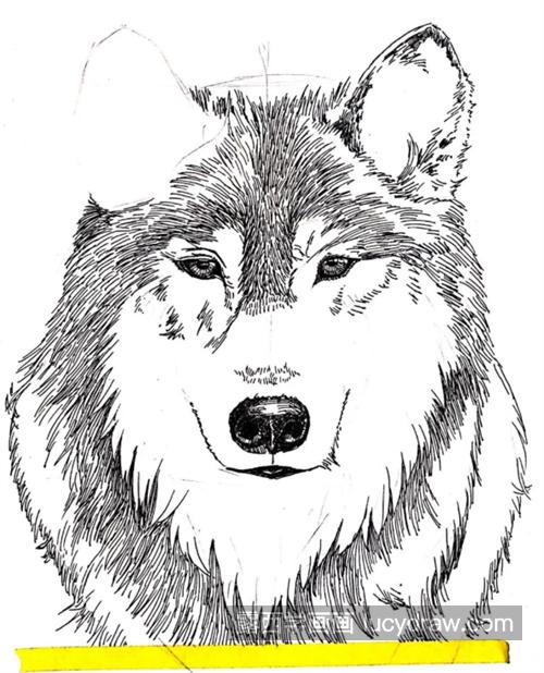 画一只野狼图片