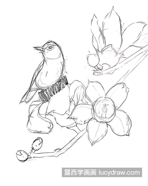 木棉花上的小鸟怎么画？简单的钢笔画法是什么？