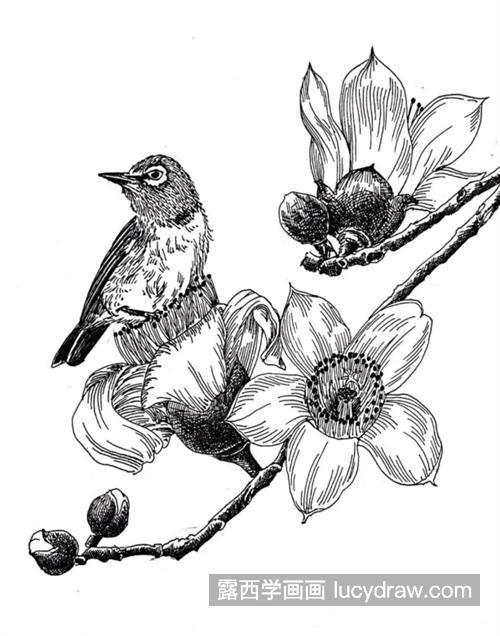 木棉花上的小鸟怎么画？简单的钢笔画法是什么？