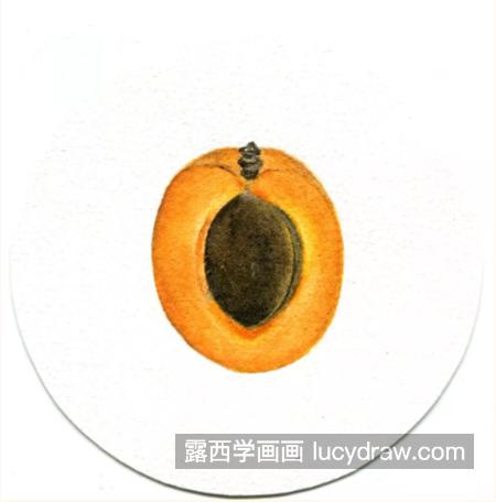 杏子怎么画？绘画流程是什么？