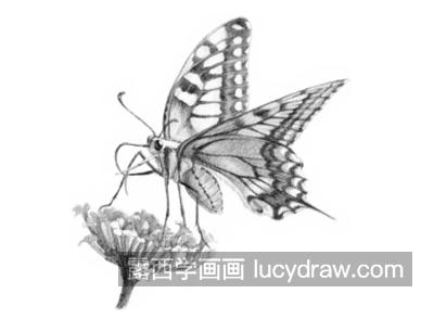 蝴蝶怎么画？简单的素描画法是什么？