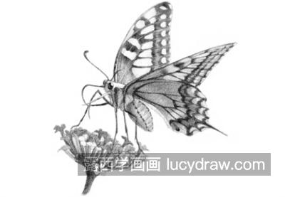 蝴蝶怎么画？简单的素描画法是什么？
