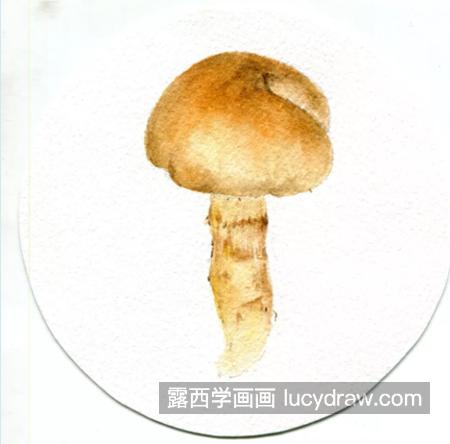 黄环丝膜菌怎么画？有哪些水彩步骤？