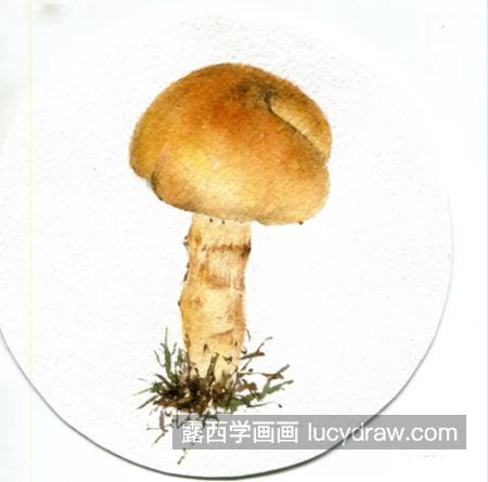 黄环丝膜菌怎么画？有哪些水彩步骤？