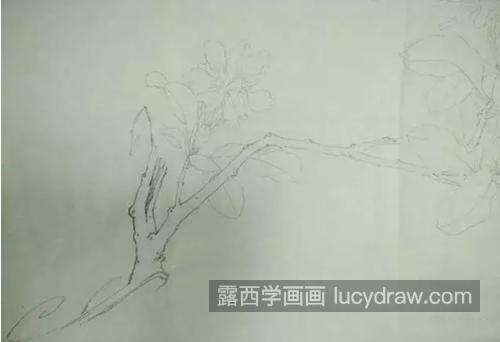 栀子花怎么画？简单的工笔画法是什么？