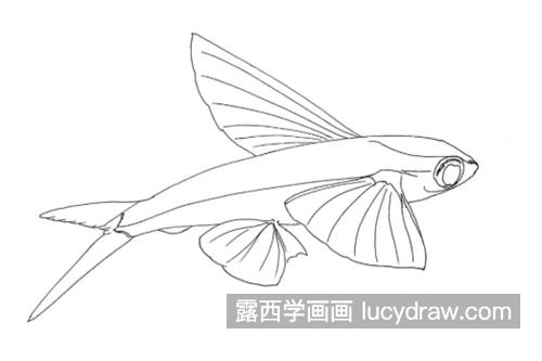 飞鱼怎么画？简单的钢笔画法是什么？