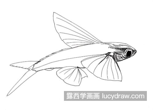 鱼翅画法图片