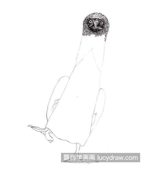 蓝脚鲣鸟怎么画？绘制流程是什么？