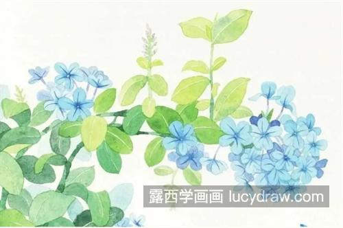 蓝雪花怎么画？蓝花丹的画法是什么？