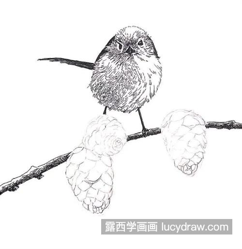 松枝上的小鸟怎么画？松果的钢笔画法是什么？