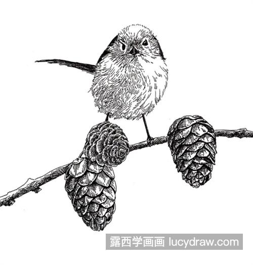 松枝上的小鸟怎么画？松果的钢笔画法是什么？