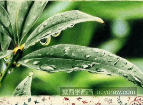 花叶上的雨滴怎么画？如何画出晶莹剔透的感觉？