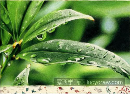 花叶上的雨滴怎么画？如何画出晶莹剔透的感觉？